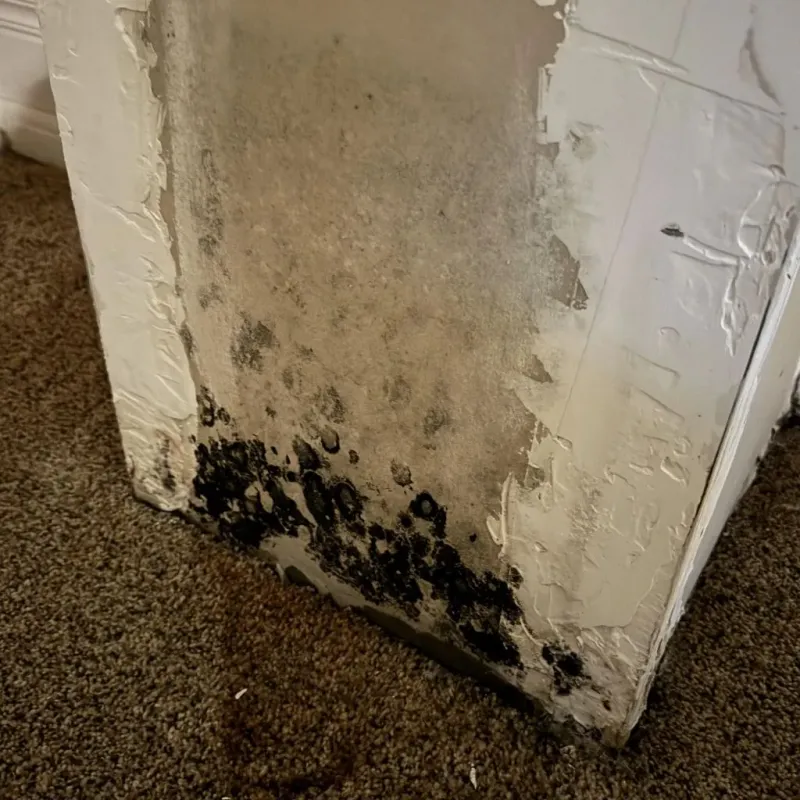 Professional Mold Removal in Camarillo, CA